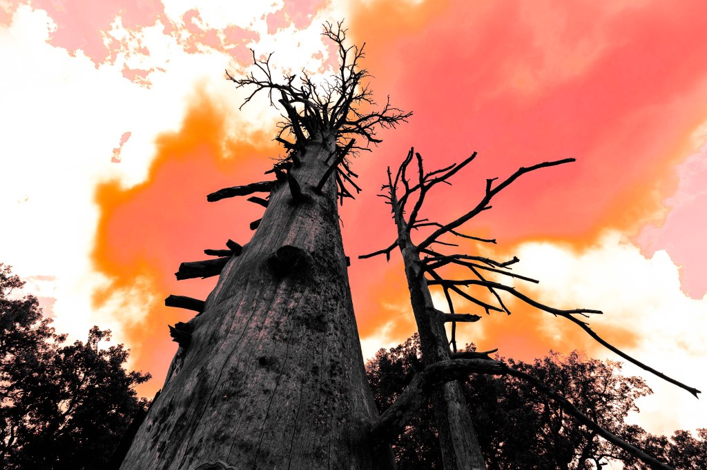 I segreti della Foresta di Cedri in Marocco: un viaggio tra natura e&nbsp;leggenda”